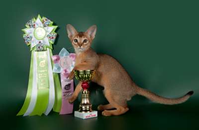 �������� ����� '������� ���-�����' 30 ������-1 ������� 2013� 75_best2_kitten_opp_sex_IMG_3557 copy.jpg